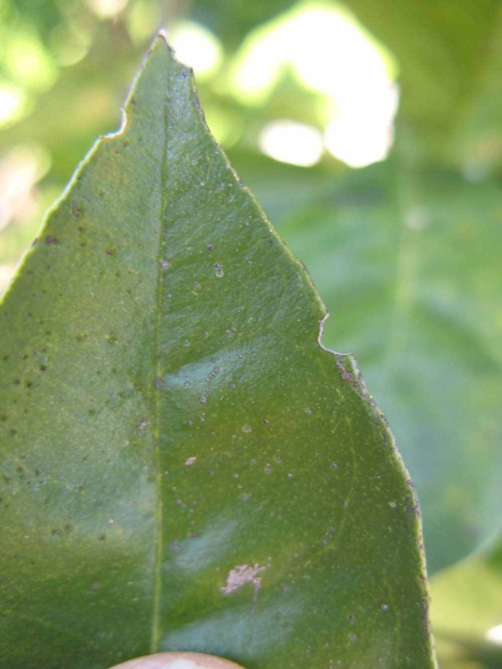              Margin (Winter Haven, FL)       